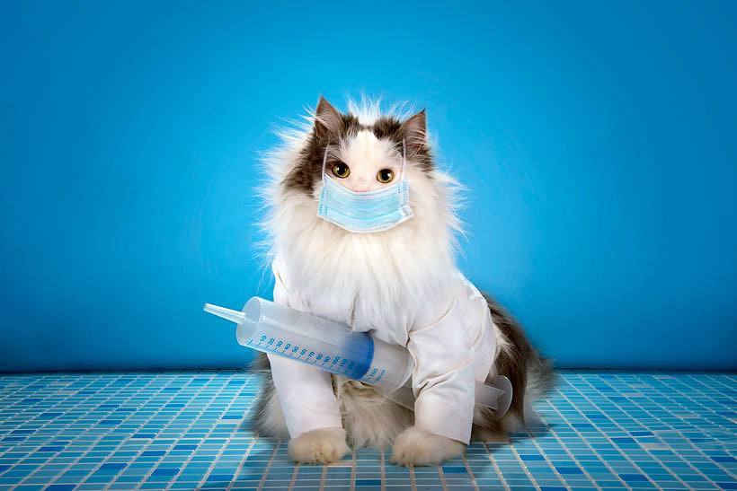 Does My Cat Really Need An Annual Vaccination 